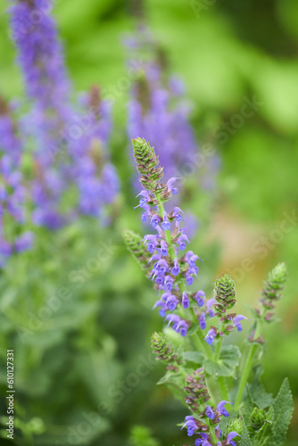 Woodland Sage, Salvia Nemorosa perenial flowering plant