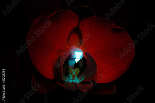 UVIVF of a red fluorescent orchid illuminated under UV 365nm ultraviolet blacklight light in a photographic studio