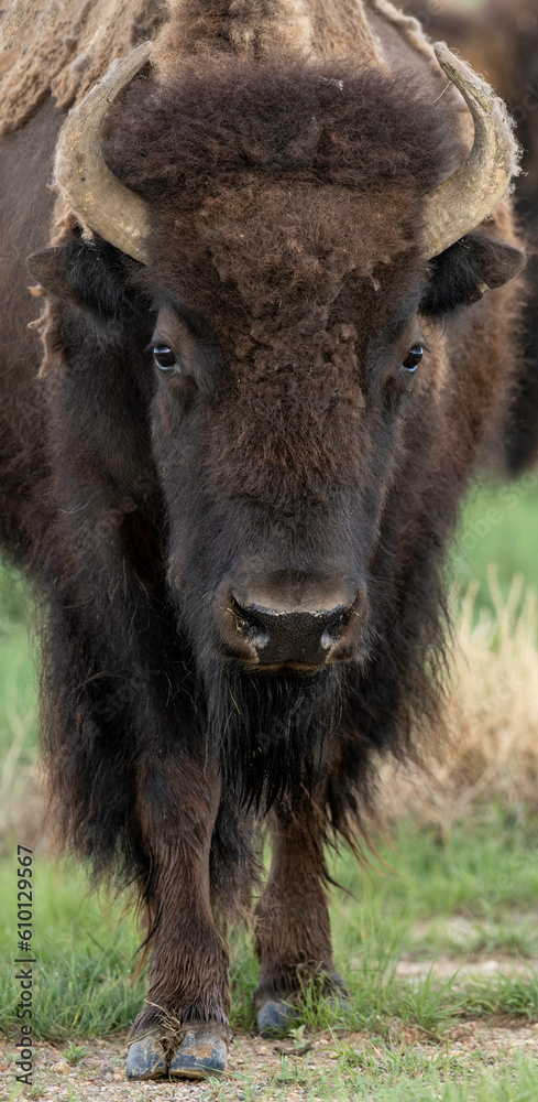 american bison american bison