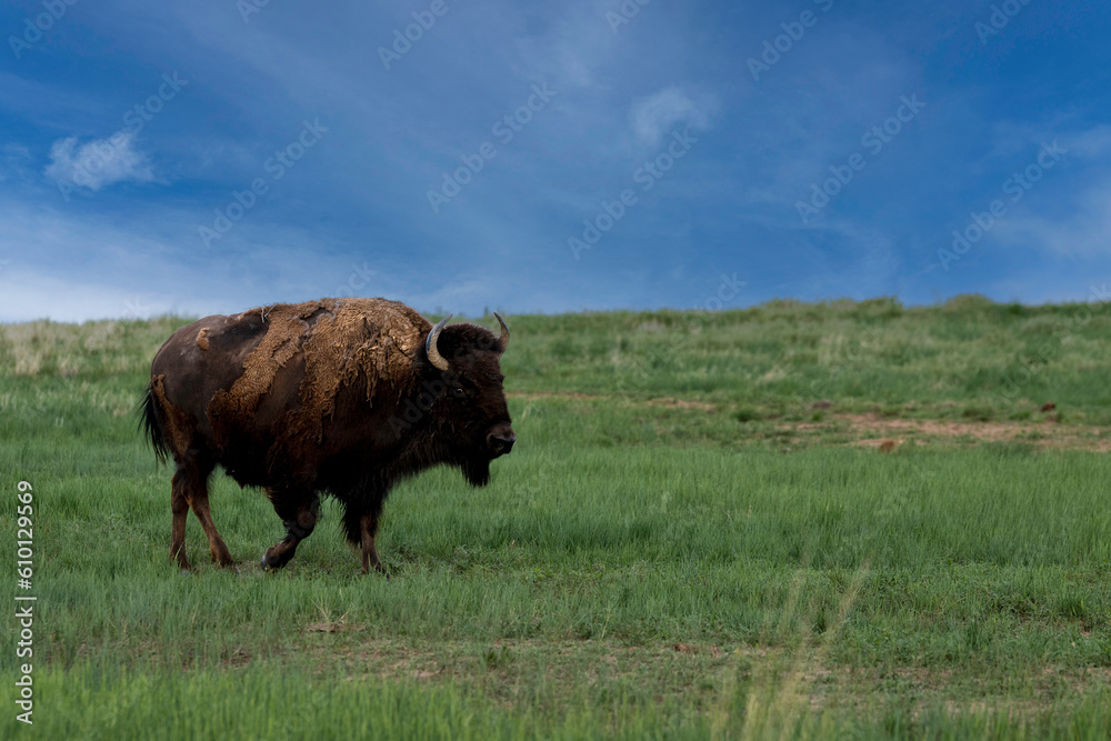 Bison in field