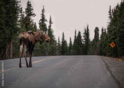 Moose on a road with sign