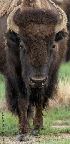 american bison © Kory