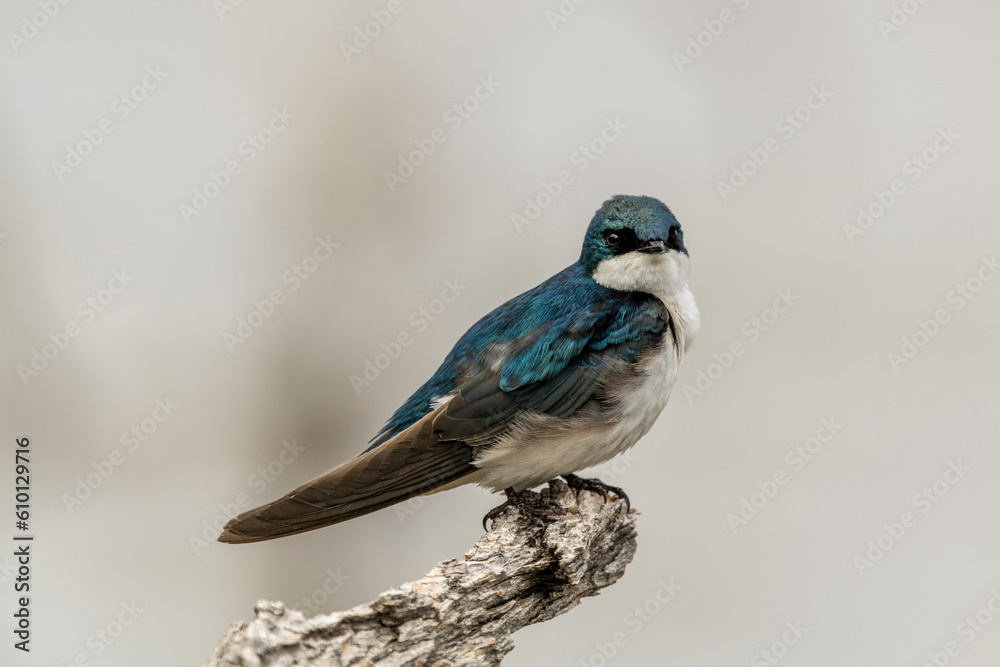 Obraz premium Barn swallow on branch