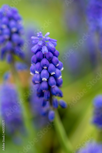 close up of lavender