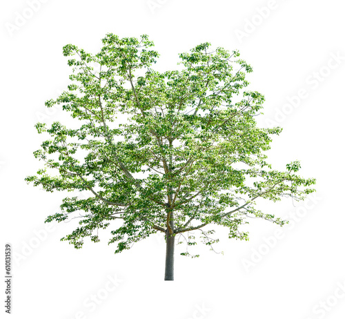  Bombax ceiba L. on transparent png