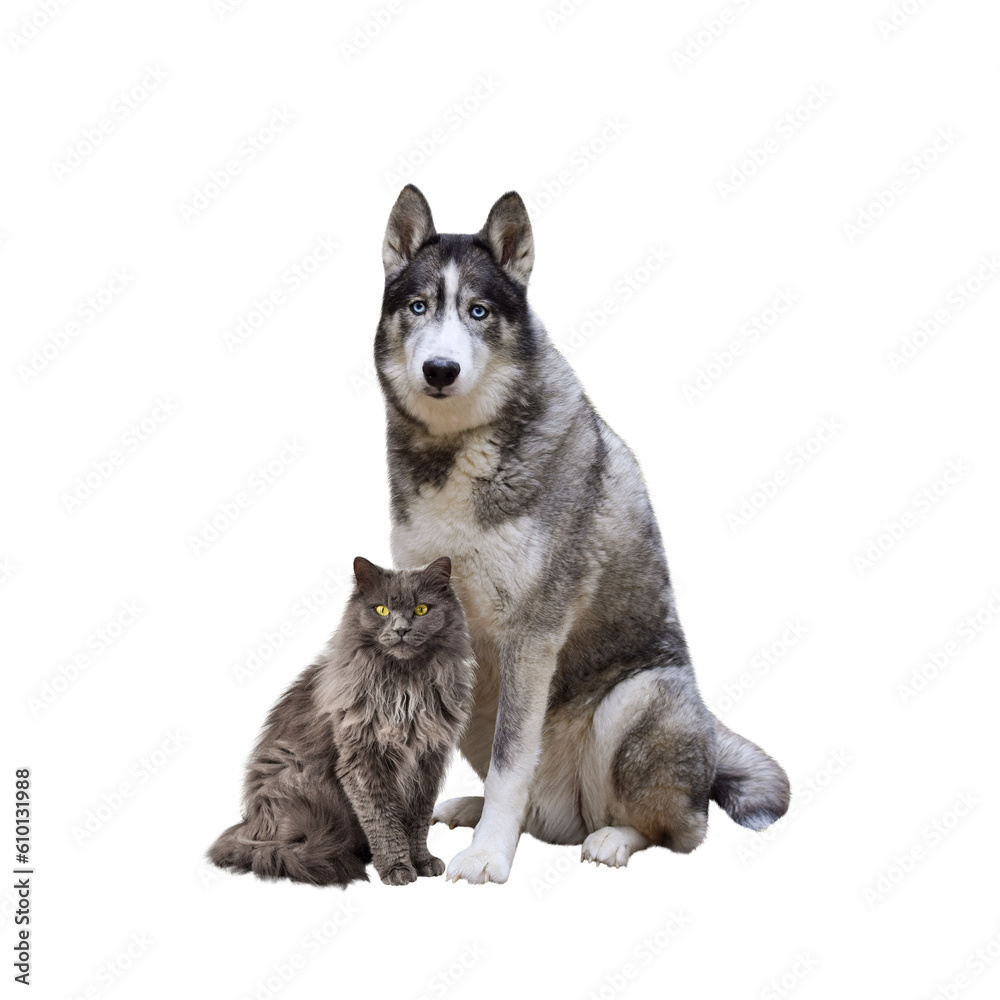 Portrait of husky dog and grey cat sitting together isolated cutout on transparent