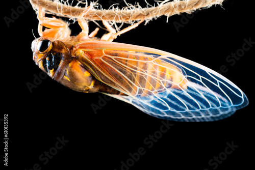 cicada just dehulled and came out from the shell in about one hour time horizontal composition photo