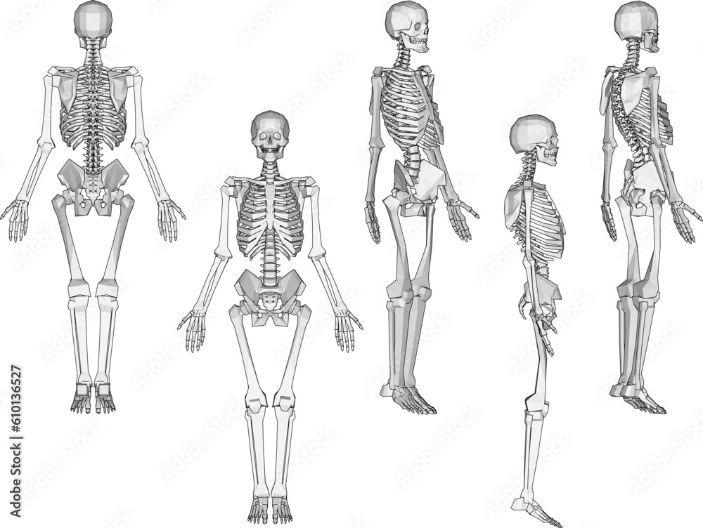 Vector illustration sketch of human female skull bones cartoon Vector illustration sketch of human female skull bones cartoon