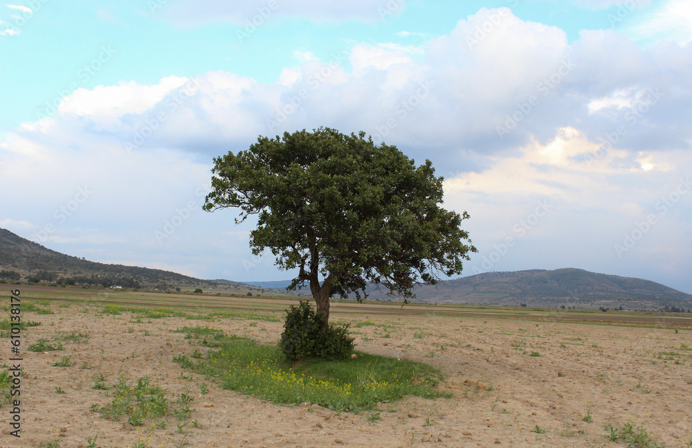 Árbol solitario de tejocote con cielo nublado en paisaje desolado. 