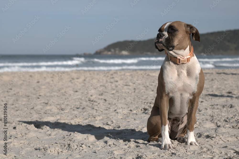 Boxer at the beach