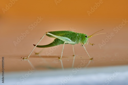 Grasshopper crawling on an indoor surface © Gudellaphoto