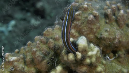 A small striped fish hides inside the coral. 
Bluestriped Fangblenny (Plagiotremus rhinorhynchos) 12 cm. Coloration variable, two bluish (white, pale) stripes joined on snout tip. photo