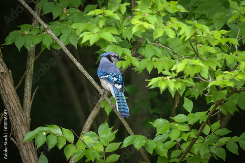 Bild auf Leinwand blue jay on a branch