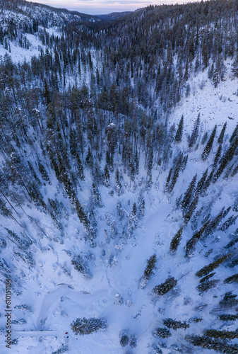 Lapland Snow Forrest