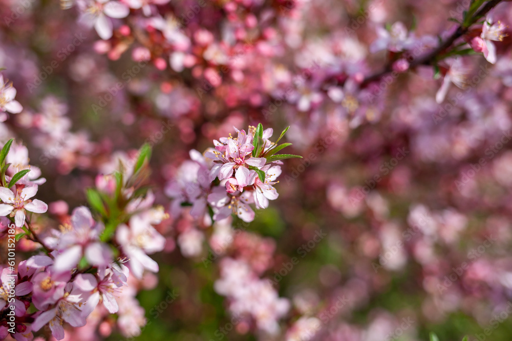 Closeup of beautiful pink and white fruit tree flowers on a blurred background on a sunny spring day, selective focus. Spring background with blossoming fruit trees. Closeup of beautiful pink and white fruit tree flowers on a blurred background on a sunny spring day, selective focus. Spring background with blossoming fruit trees.