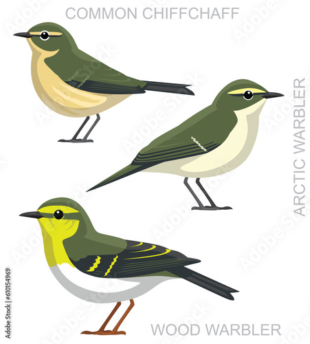 Cute Bird Warbler Chiffchaff Set Cartoon Vector photo