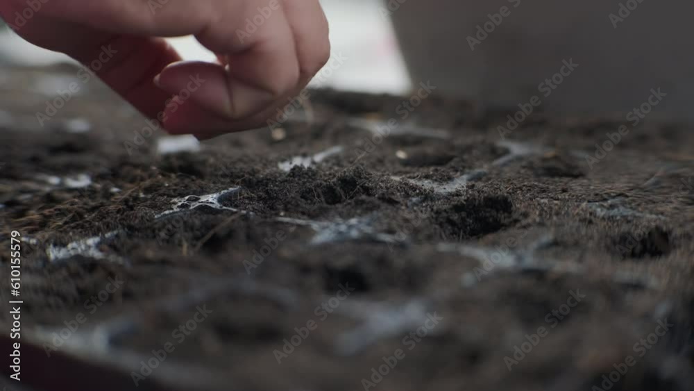 Female hand planting seeds in seedling tray with soil. Gardening and growing vegetables at home. Agriculture growing preparation process.