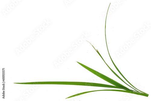 Photography Carex grass leaves on a white background
