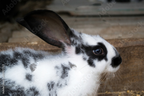 black and white rabbit on a farm