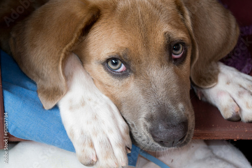 dog puppy portrait