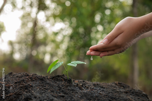 hands holding plant with soil.World environment day and sustainable environment concept. child hand watering young tree. ecology. Teamwork protecting and reduce global warming earth.