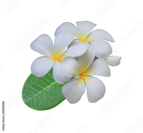 Plumeria or Frangipani or Temple tree flower. Close up white-yellow plumeria flowers bouquet on green leaf isolated on transparent background.
