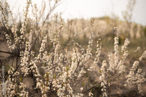 American Plum White Flowering Buds Growing Along Sand Dunes at Sable Point Beach in Michigan