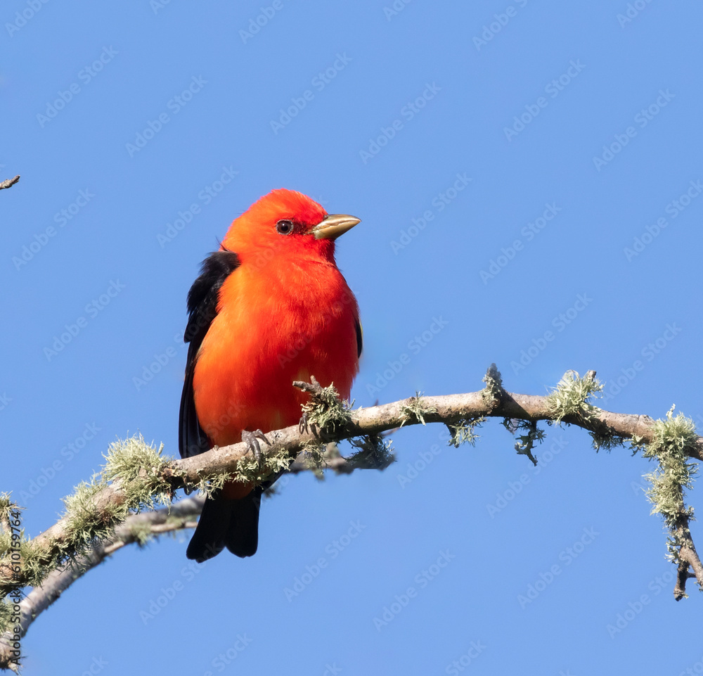 The scarlet tanager (Piranga olivacea) on a blue sky background The scarlet tanager (Piranga olivacea) on a blue sky background