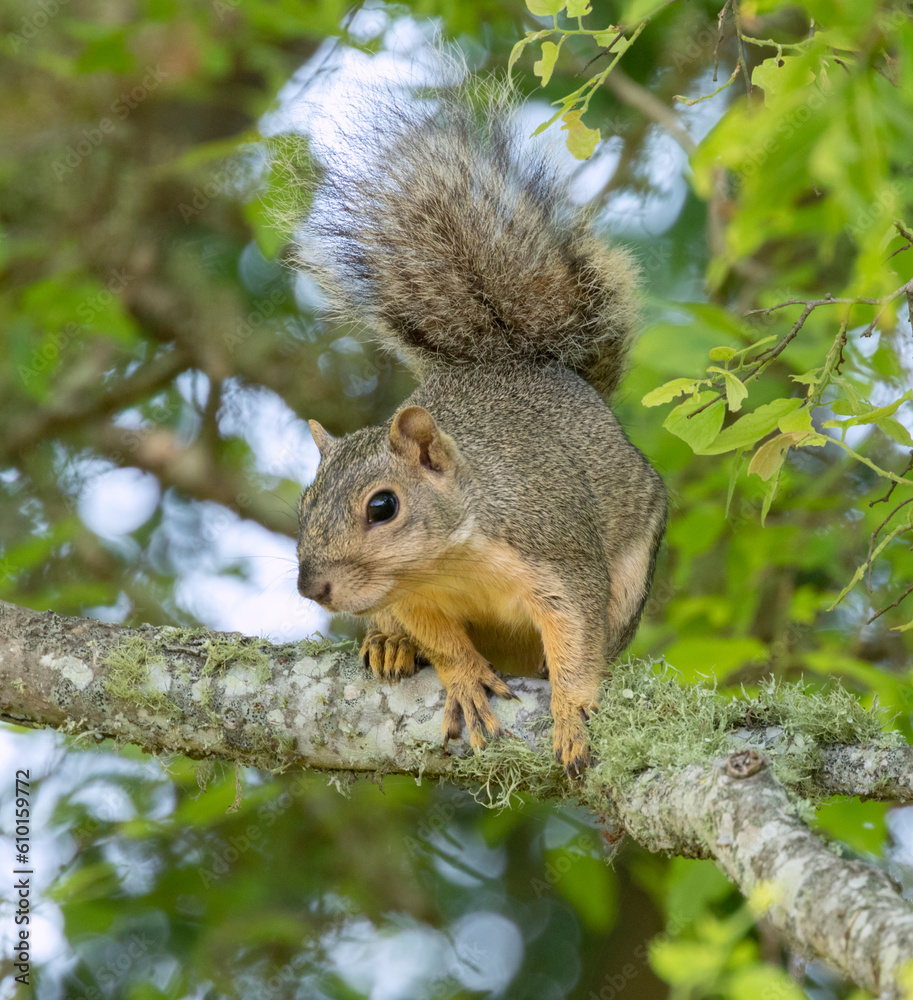 The fox squirrel, also known as the eastern fox squirrel or Bryant's fox squirrel on a tree branch