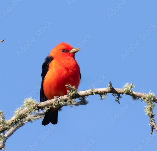 The scarlet tanager (Piranga olivacea) on a blue sky background