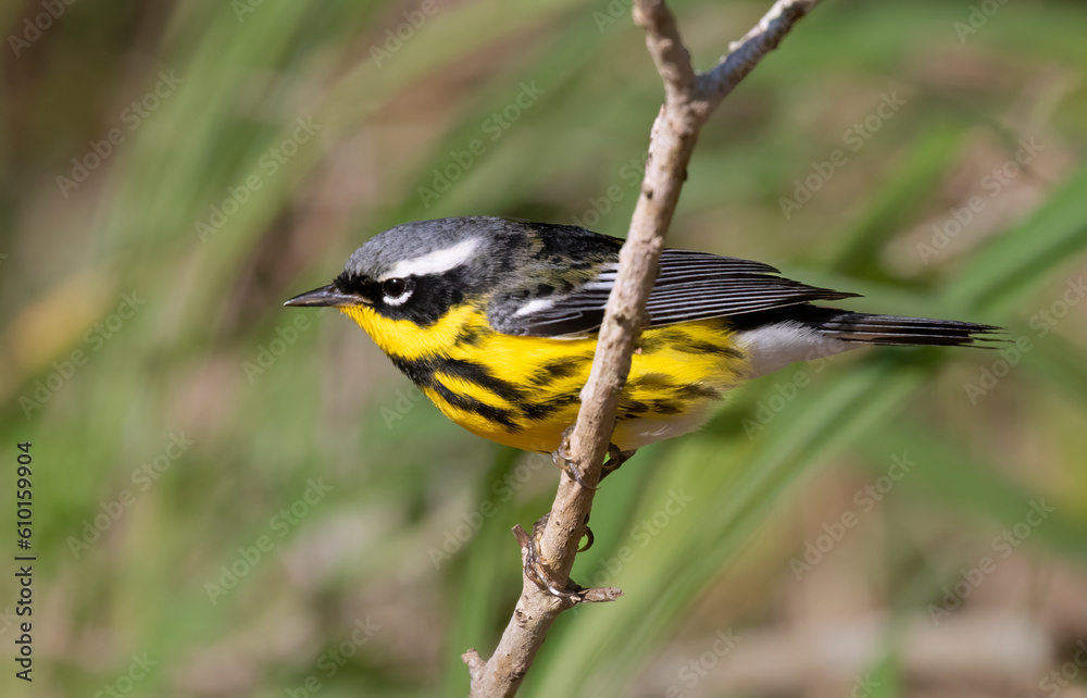 Fototapeta premium The magnolia warbler (Setophaga magnolia) perched on a tree branch, Galveston, Texas