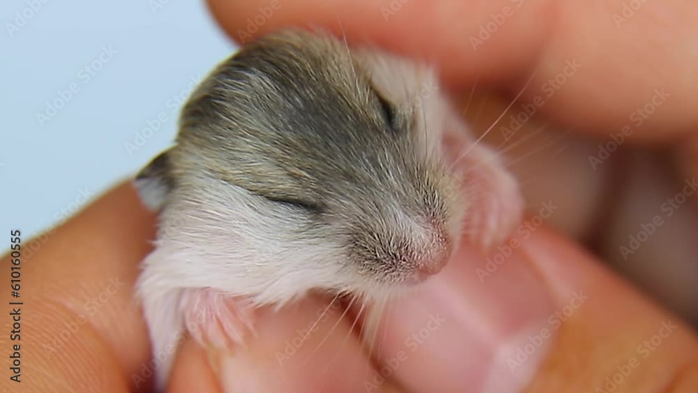 The owner is stroking his beloved little hamster. hamster sleeps in caring hands The owner is stroking his beloved little hamster. hamster sleeps in caring hands