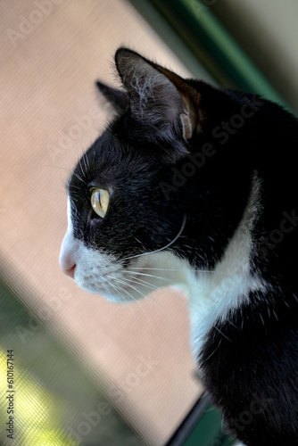 Cat staring out window 