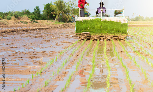 Professional local Asian farmer and agriculture vehicle machine transplant rice seediing in a paddy field. Agricultural technology. Rice transplanters are modern agriculture. photo