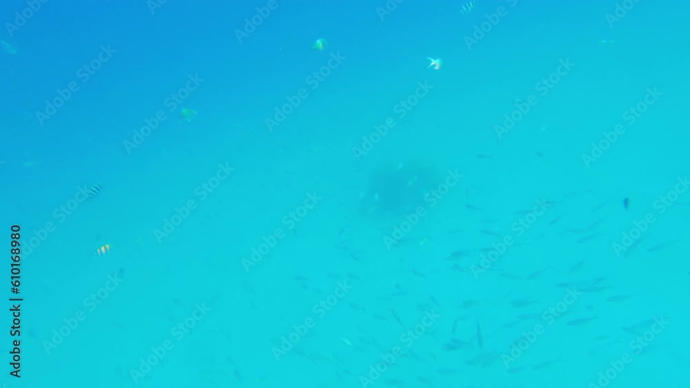 Marine Life Underwater