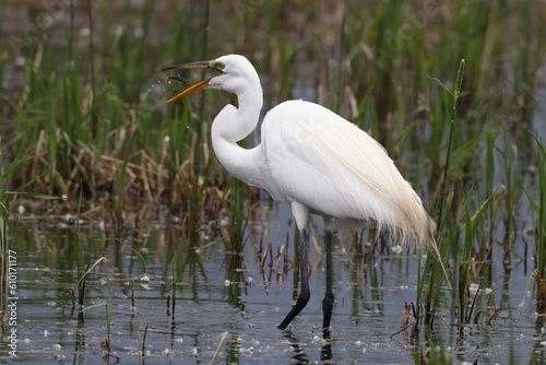 great egret with fish 