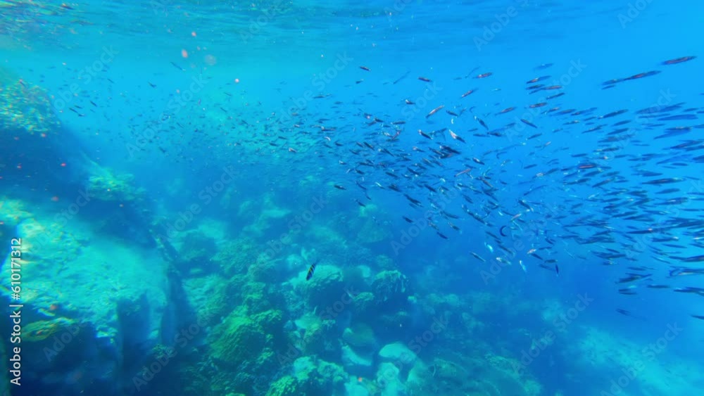 Multiple Fish Swimming Near Surface Multiple Fish Swimming Near Surface