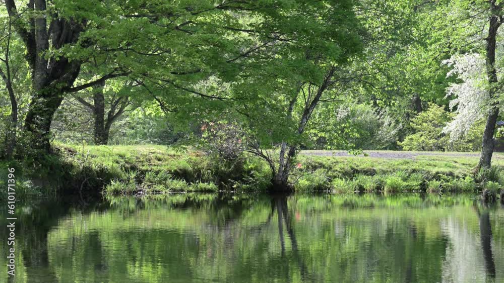 A beautiful pond like Monet's Lake Water mirror video A beautiful pond like Monet's Lake Water mirror video