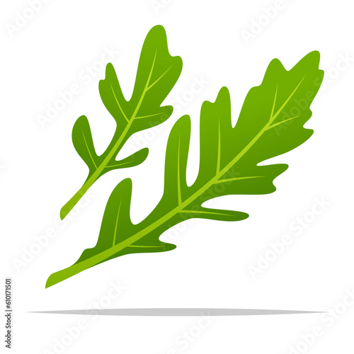 Green arugula vector isolated illustration