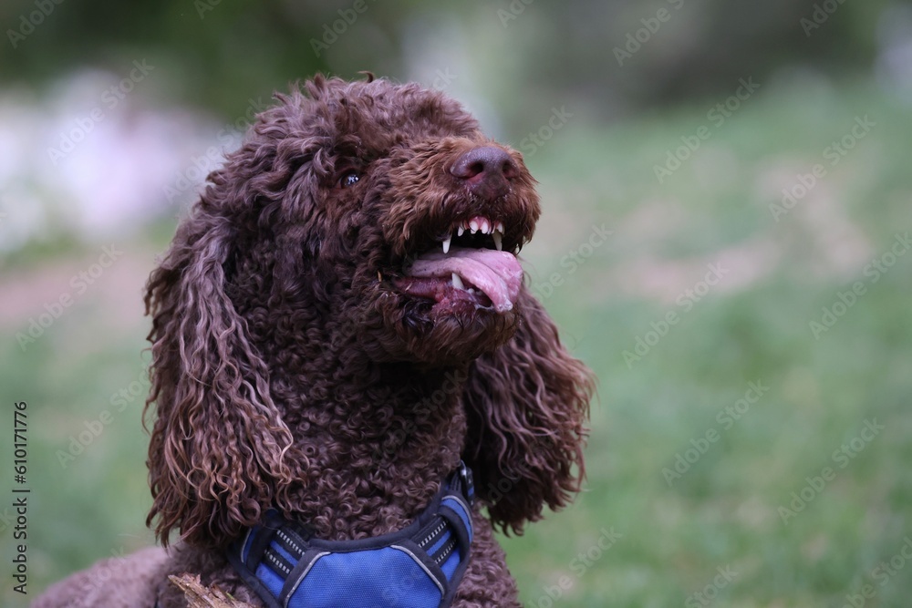 Standard poodle dog making a silly face 