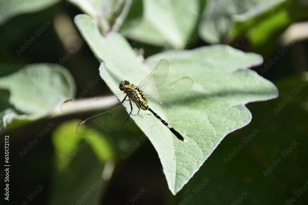dragonfly on a leaf dragonfly on a leaf