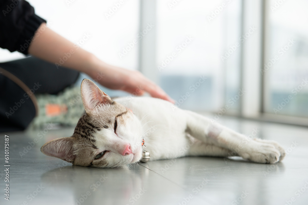 portrait of feline. petting crossbreed cat in white clean home beside hugh glass window lying down on stairs