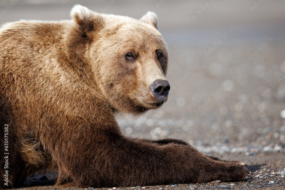 Portrait of a grizzly bear laying on the ground looking at the camera