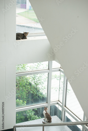 portrait of feline. petting crossbreed cat in white clean home beside hugh glass window