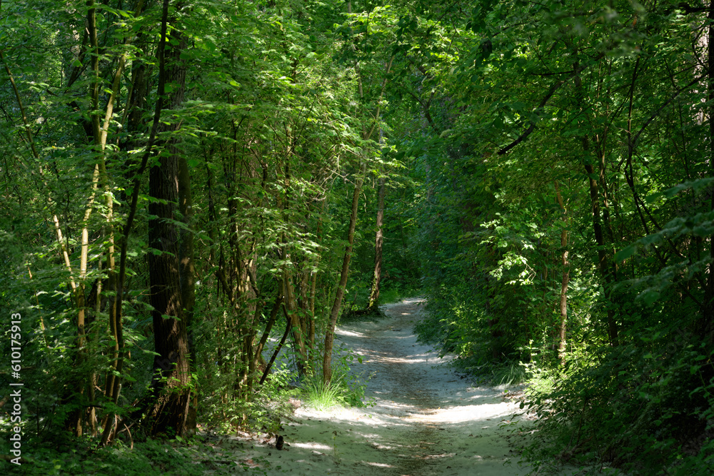 Obraz premium White poplar fluff on forest path of the livry sensitive nature reserve . Île-de-France region 