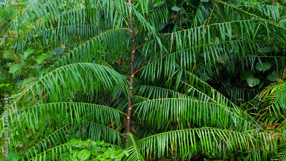 Fototapeta premium A Rattan-like Plant (Daemonorops Draco Willd), Grows Wild In Muddy Areas, In The Village Of Belo Laut During The Day