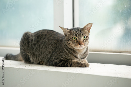 Fototapeta Naklejka Na Ścianę i Meble -  portrait of feline. petting tabby cat in white clean home beside hugh glass window lying down on stairs