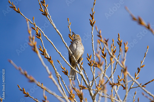 Curve-billed Thrasher in Colorado