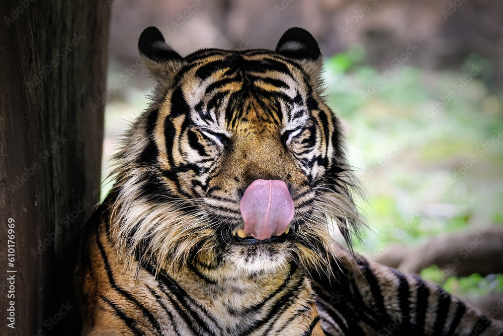 Fototapeta premium portrait of a tiger