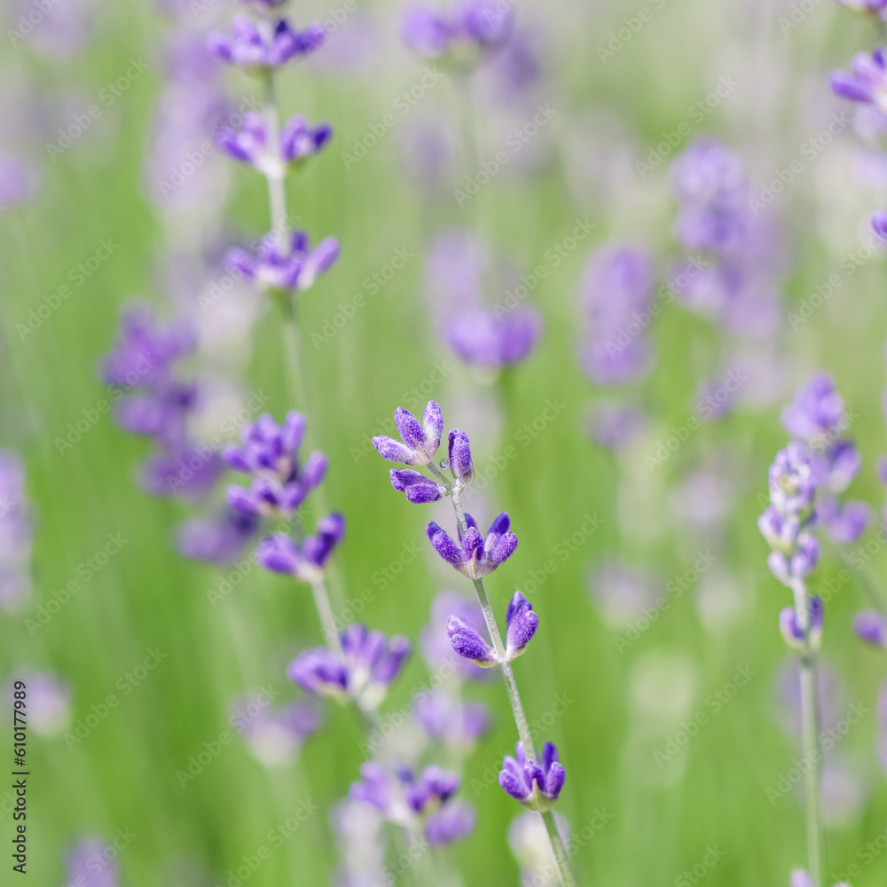 Background from violet lavender with dew drop in the garden. Background from violet lavender with dew drop in the garden.